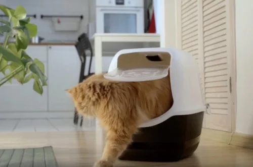 Rotho Eco bailey műanyag macska WC  - krém/fekete