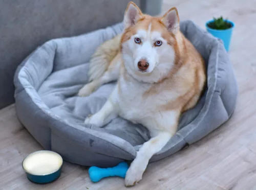 Petsy Alík puha gyapjú kutyafekhely - szürke - 90 cm