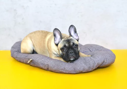 Petsy Bobík pamut párna kutyáknak - 80 cm