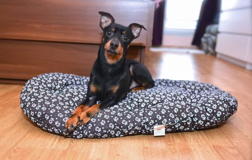 Petsy Lasky pamut párna kutyáknak - 80 cm 
