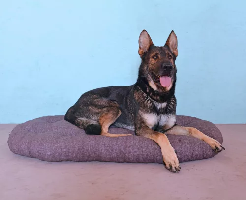 Petsy Deluxe Bobík pamut párna kutyáknak - 120 cm
